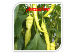 Seminte de ardei iute YANKA F1