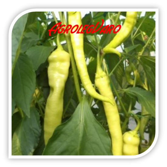 Seminte de ardei iute YANKA F1