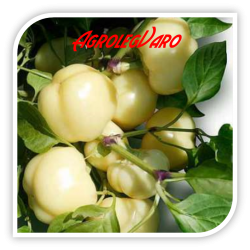 Seminte de ardei rotund iute ZSOFIA F1