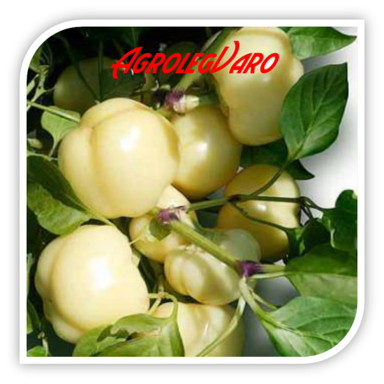 Seminte de ardei rotund iute ZSOFIA F1