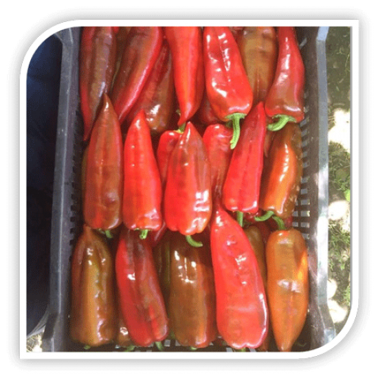 Seminte de ardei kapia ARCHIVARIUS