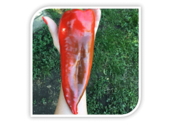 Seminte de ardei kapia ARCHIVARIUS