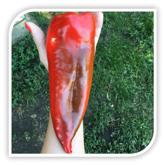 Seminte de ardei kapia ARCHIVARIUS