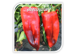 Seminte de ardei lung NAPOCA F1