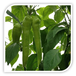 Seminte de ardei lung TOLDI F1