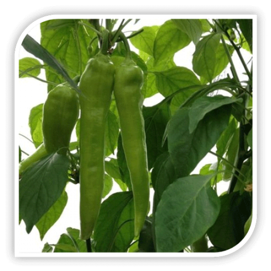 Seminte de ardei lung TOLDI F1