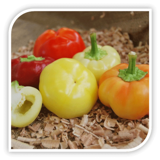 Seminte de ardei rotund iute SZALVA F1