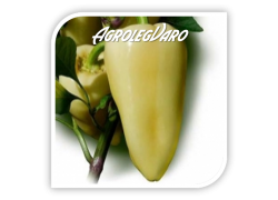 Seminte de ardei semi-iute BERENYI F1