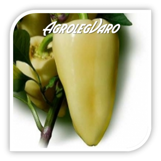 Seminte de ardei semi-iute BERENYI F1