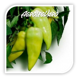 Seminte de ardei semi-iute BODROG F1