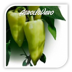 Seminte de ardei semi-iute GARAM F1