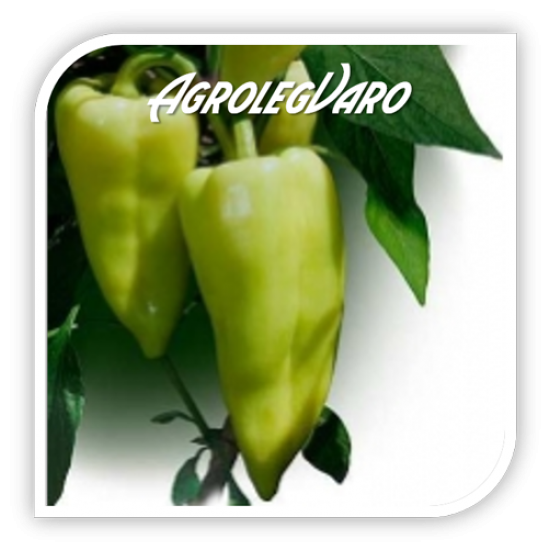 Seminte de ardei semi-iute GARAM F1