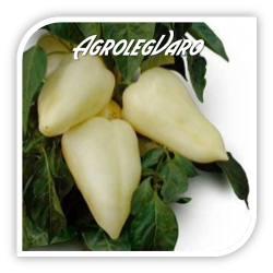 Seminte de ardei semi-iute JASZ F1