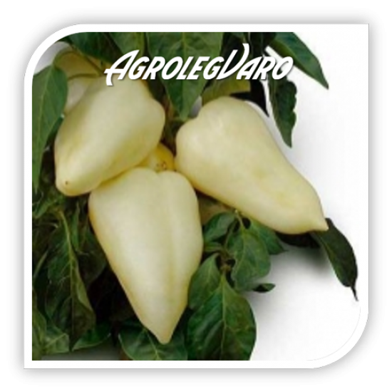 Seminte de ardei semi-iute JASZ F1