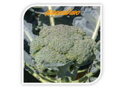 Seminte de broccoli BATORY F1