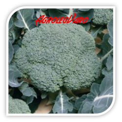 Seminte de broccoli BELSTAR F1