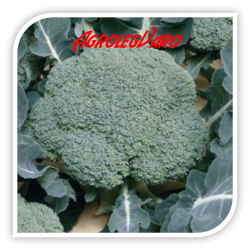 Seminte de broccoli BELSTAR F1