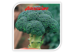 Seminte de broccoli CHEVALIER F1