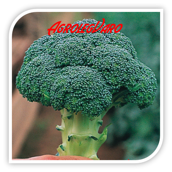 Seminte de broccoli CHEVALIER F1
