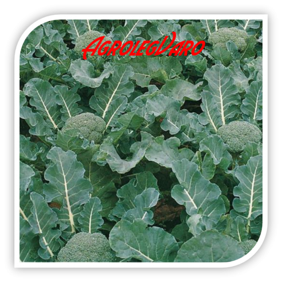 Seminte de broccoli FIESTA F1