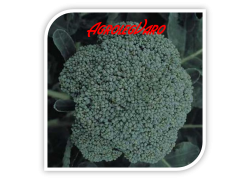 Seminte de broccoli LUCKY F1