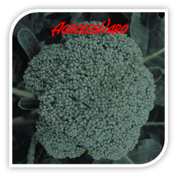 Seminte de broccoli LUCKY F1