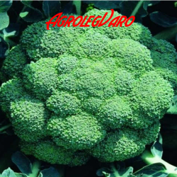 Seminte de brocoli CALABRESE