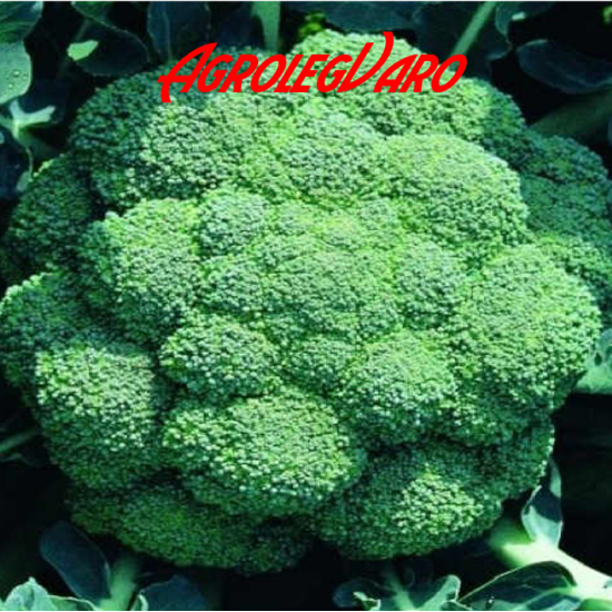 Seminte de brocoli CALABRESE