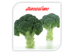 Seminte de brocoli NAXOS F1