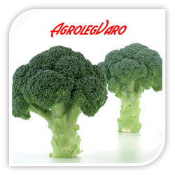 Seminte de brocoli NAXOS F1