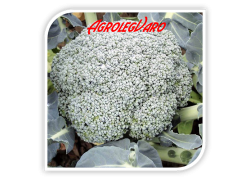 Seminte de broccoli STROMBOLI F1