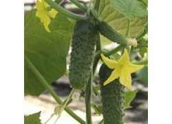 Seminte de castraveti ALLIANZ F1