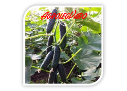 Seminte de castraveti ANSOR F1