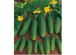 Seminte de castraveti ARDIA F1