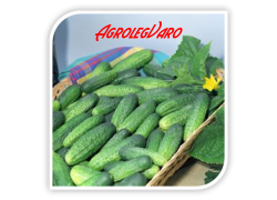 Seminte de castraveti ATLANTIS F1