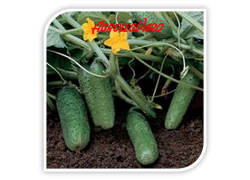 Seminte de castraveti CHAIKOVSKIY RZ F1