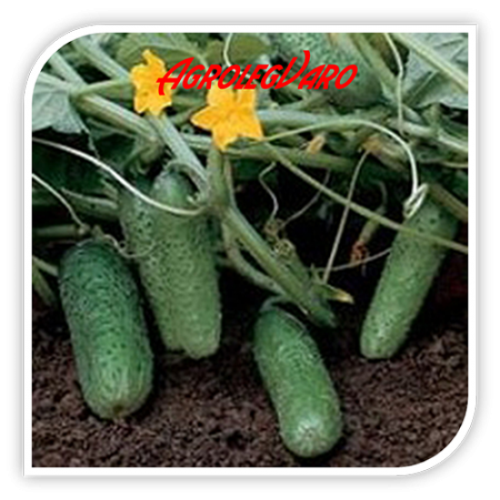 Seminte de castraveti CHAIKOVSKIY RZ F1