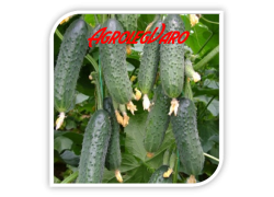 Seminte de castraveti DIRECTOR F1