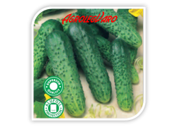 Seminte de castraveti GEROY F1