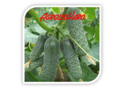 Seminte de castraveti LENARA RZ F1