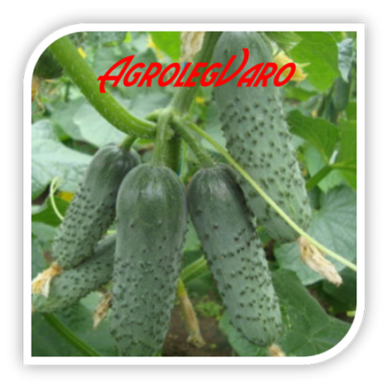 Seminte de castraveti LENARA RZ F1