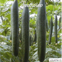 Seminte de castraveti LOUSTIK F1