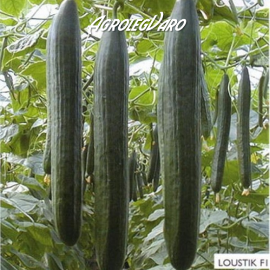 Seminte de castraveti LOUSTIK F1