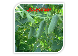 Seminte de castraveti MAJESTOSA F1