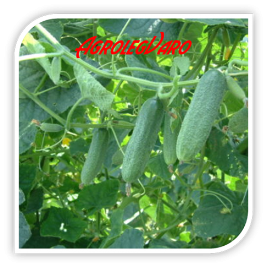 Seminte de castraveti MAJESTOSA F1