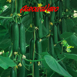 Seminte de castraveti MARKETMORE