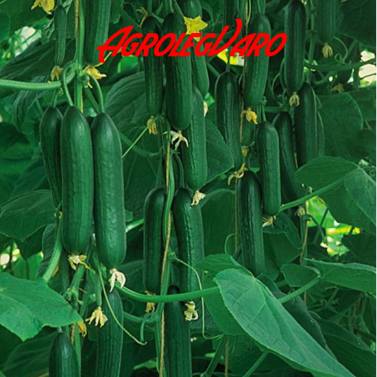 Seminte de castraveti MARKETMORE