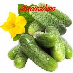 Seminte de castraveti PARIS NATIONAL