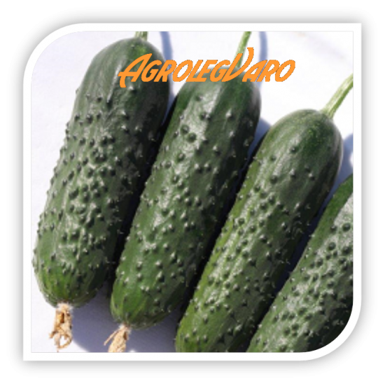 Seminte de castraveti SPINO F1