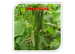 Seminte de castraveti VELOCE F1